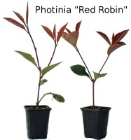 Photinia Red Robin (R)10091401